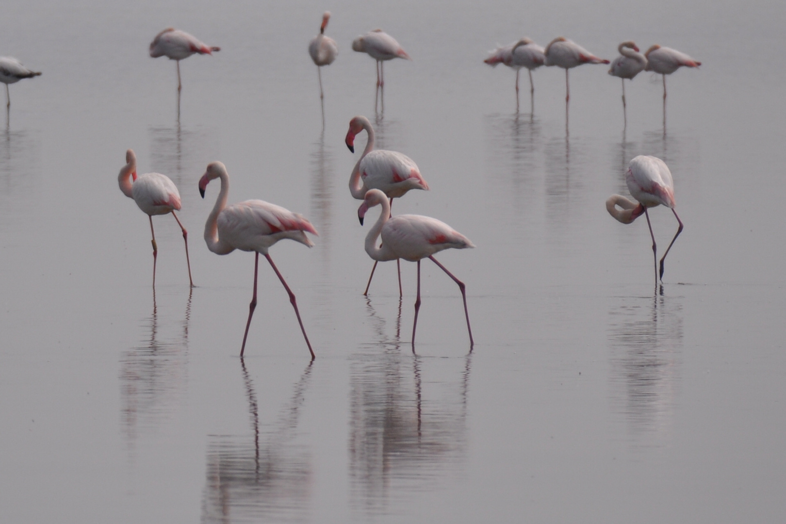 Saline di Cervia Fenicotteri