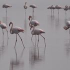 Saline di Cervia Fenicotteri