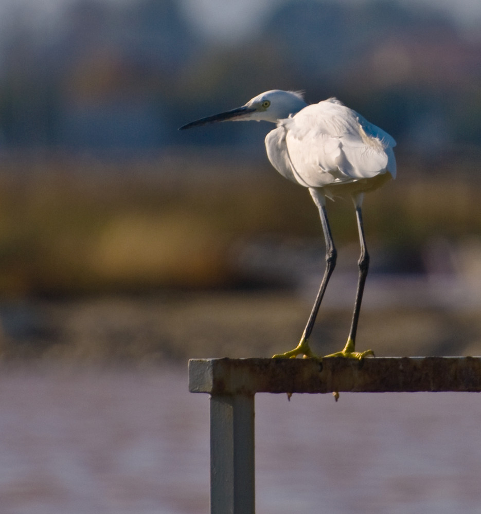 Saline di Cervia... quanti abitanti... questo però...