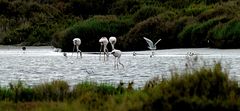 Salinenszene mit Flamingos