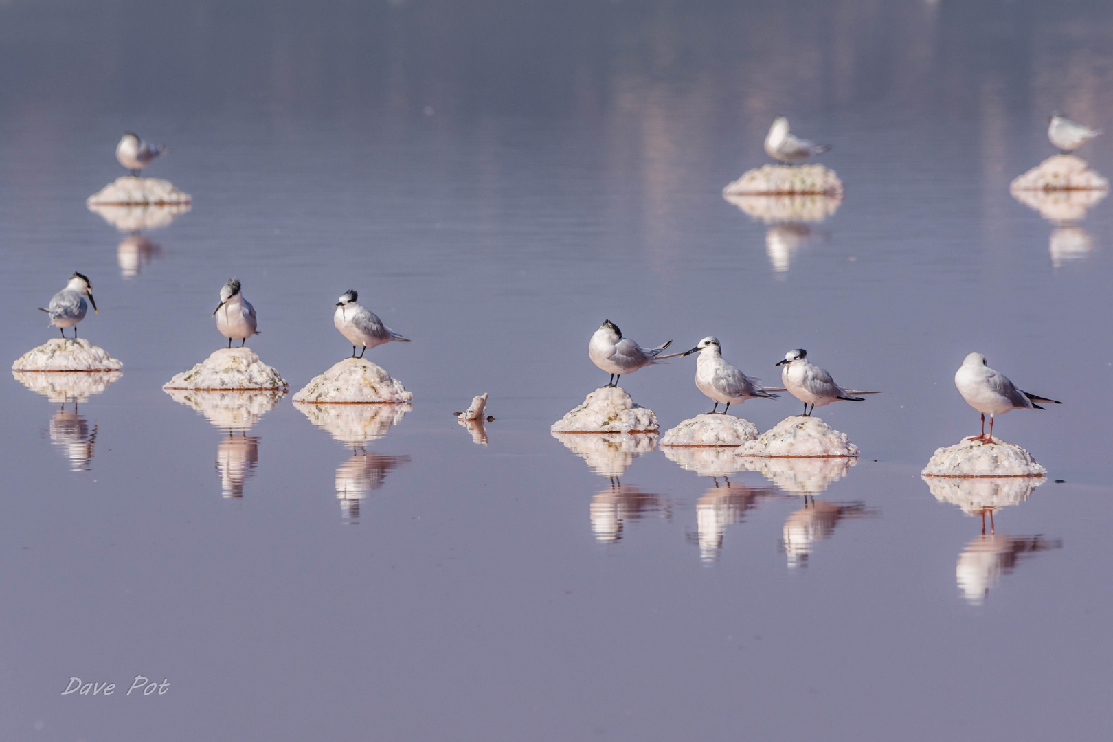 Salins de Berre