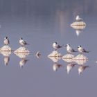 Salins de Berre