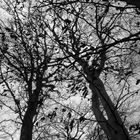 salisbury trees