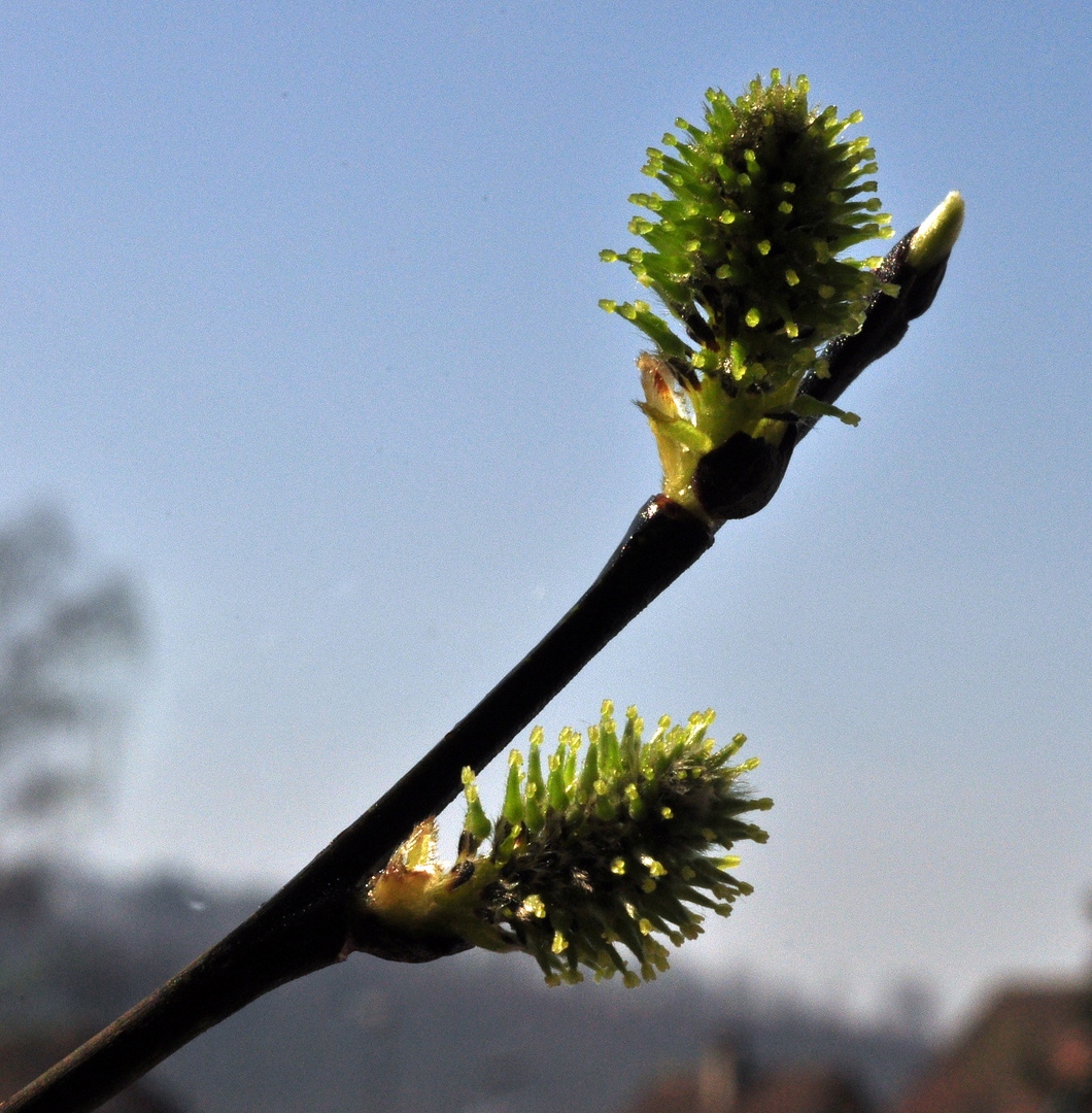 Salix Foto & Bild spezial, makro, bäume Bilder auf