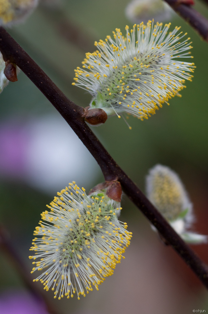 Salix