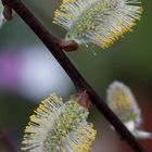 Salix