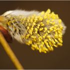 Salix