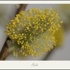 Salix.