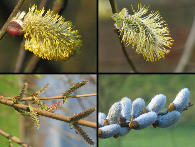 Salix - aber welche Art genau?