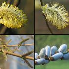 Salix - aber welche Art genau?