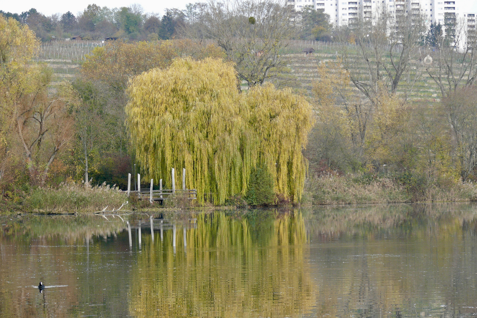 Salix Bybylonica