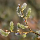 Salix caprea - goat willow - Salweide