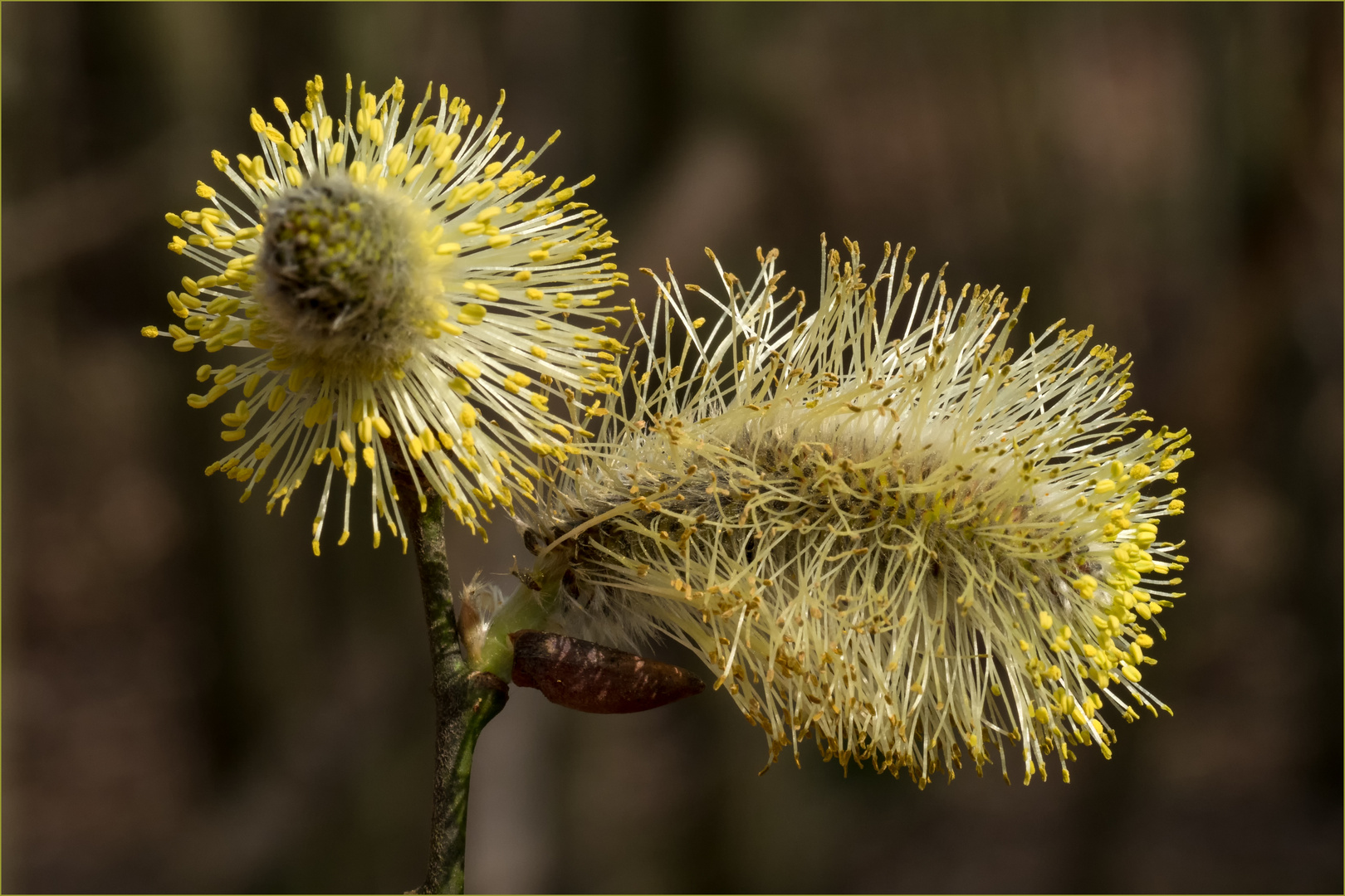 Salix cinerea - Männliche Blütenkätzchen in voller Pracht  .....