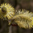 Salix cinerea - Männliche Blütenkätzchen in voller Pracht  .....