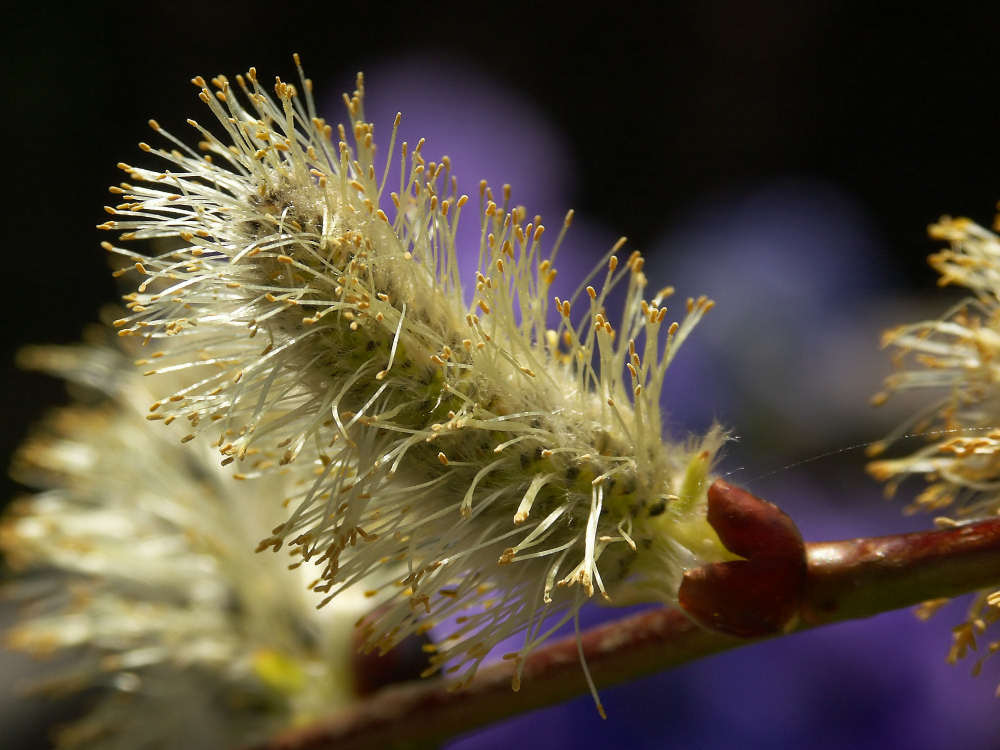 Salix Primavera