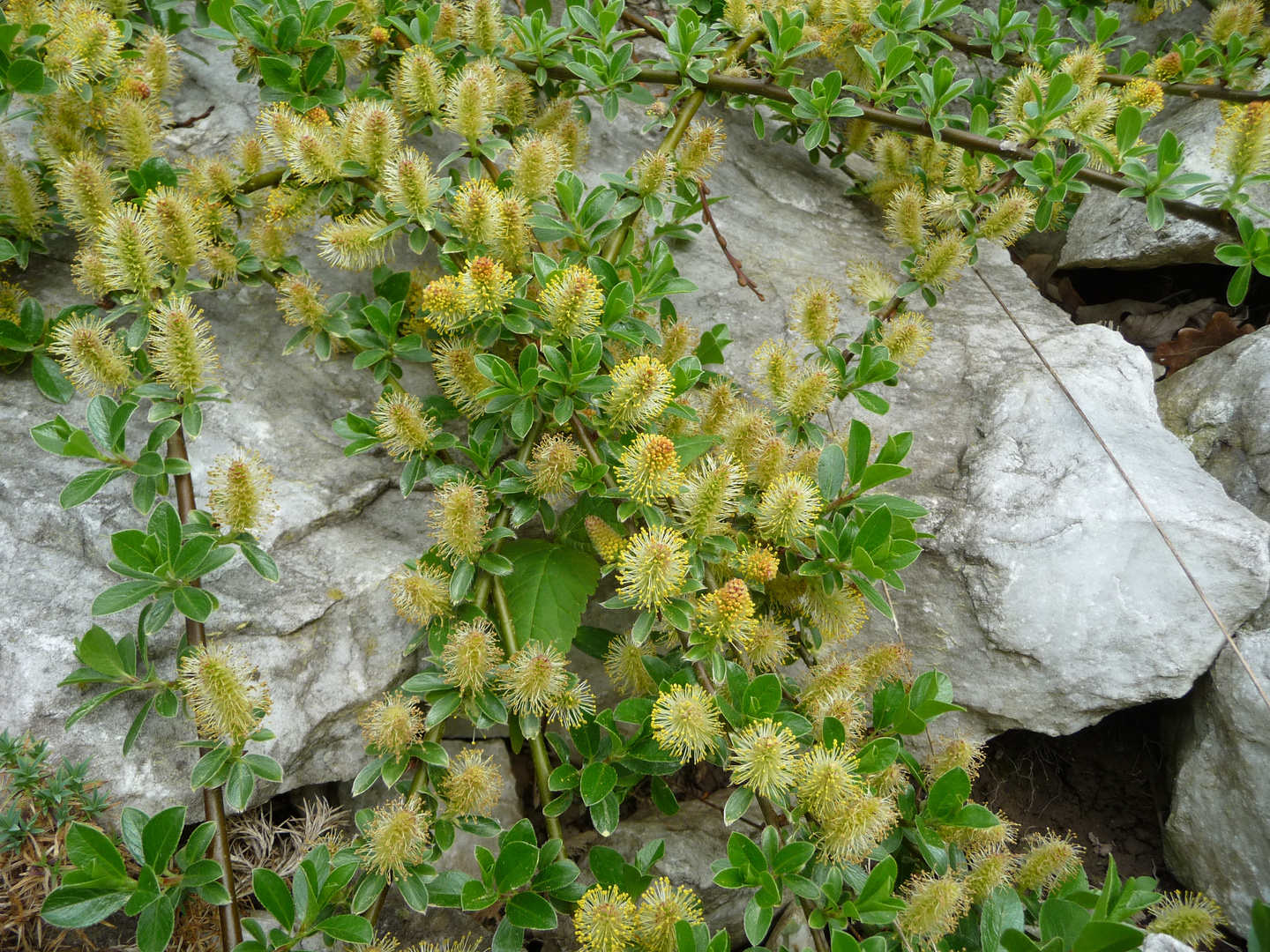 Salix retusoides