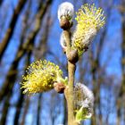 Salix sinerea