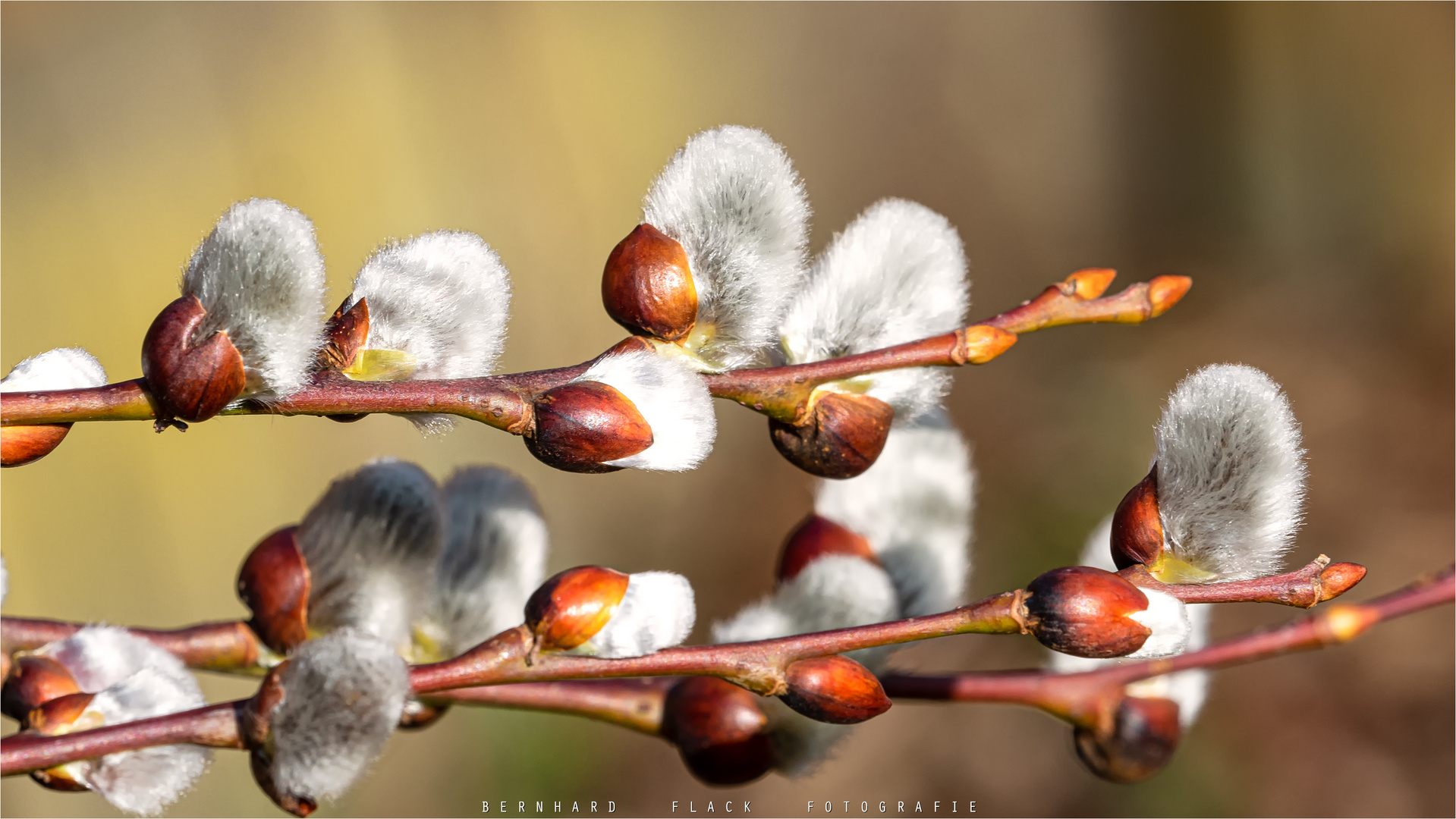 Salixkätzchen