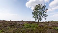 Sallandse Heuvelrug - Holterbergseweg - 08