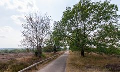 Sallandse Heuvelrug - Nijverdalsebergweg - 01