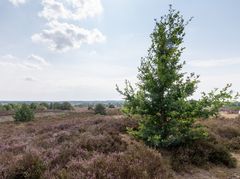 Sallandse Heuvelrug - Nijverdalsebergweg - 02