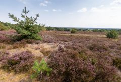 Sallandse Heuvelrug - Nijverdalsebergweg - 03