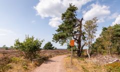 Sallandse Heuvelrug - Nijverdalsebergweg - 06