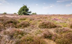 Sallandse Heuvelrug - Nijverdalsebergweg - 07