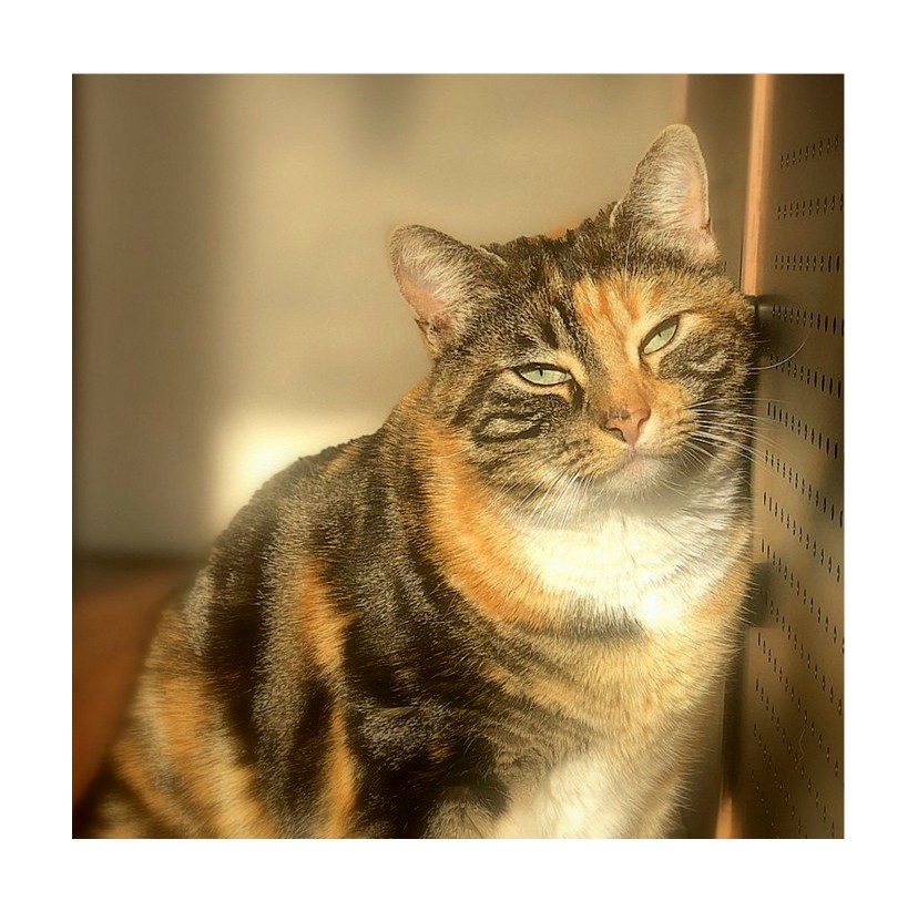 sally