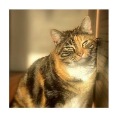 sally