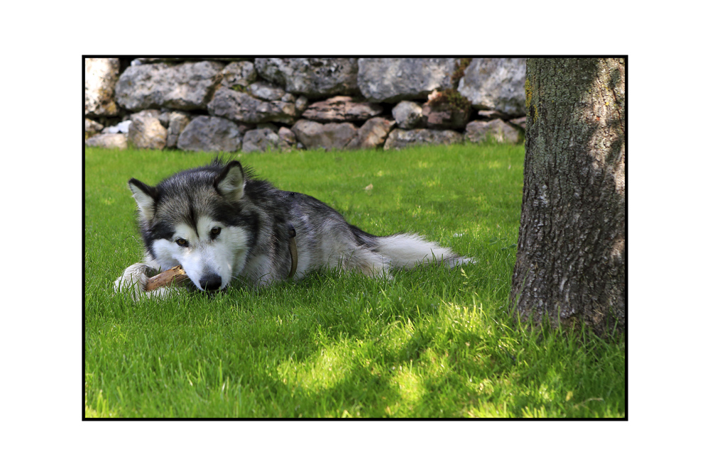 Sally - Alaskan Malamute