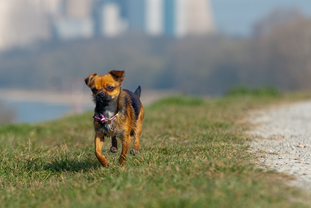 Sally ein Chihuahua mit