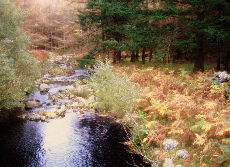 Sally Gap