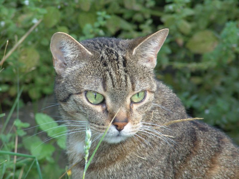 Sally im Garten