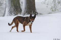 Sally im Schnee