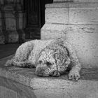 Sally in Beaune - Hunde dürfen nicht in die Kirche...