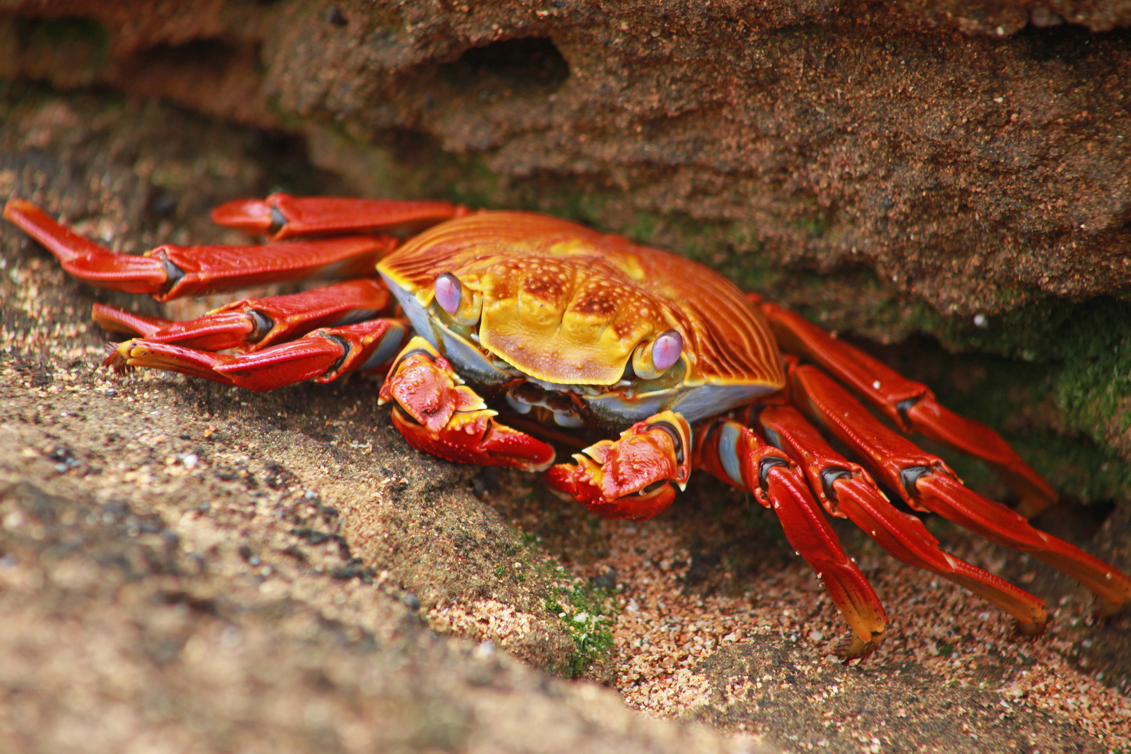 Sally Lighfoot Crab