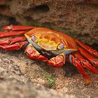 Sally Lighfoot Crab