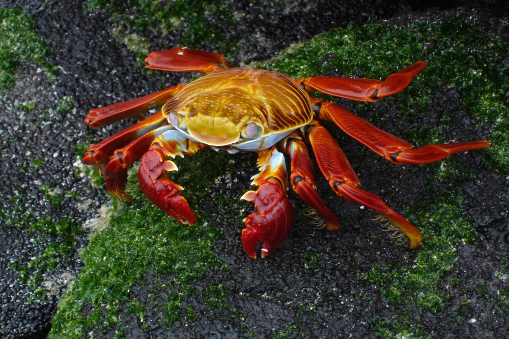 Sally Lightfood Crab (Grapsus, grapsus) (Galapagos, Ecuador)