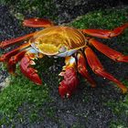 Sally Lightfood Crab (Grapsus, grapsus) (Galapagos, Ecuador)