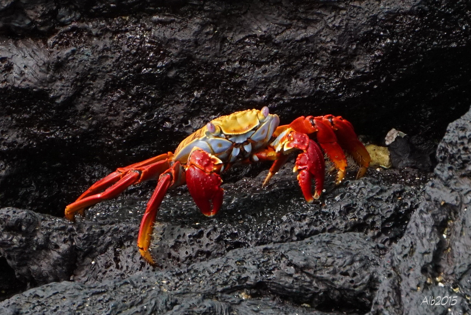 Sally Lightfoot Crab