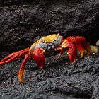 Sally Lightfoot Crab