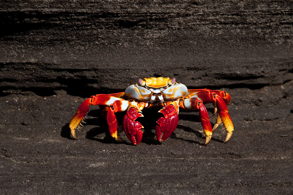 sally lightfoot crab