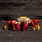 sally lightfoot crab