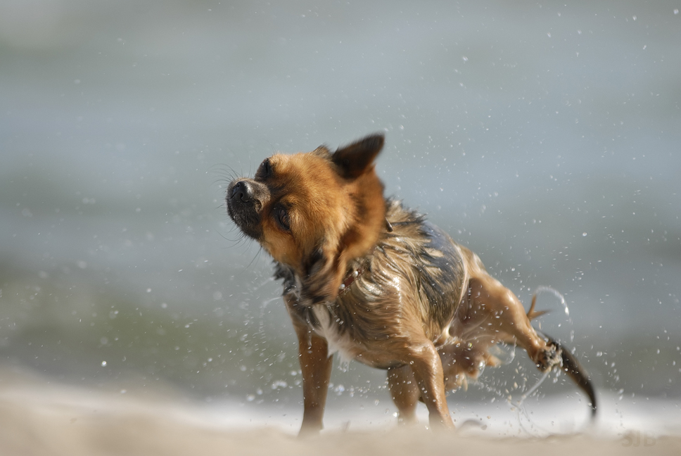 Sally nach dem Meer