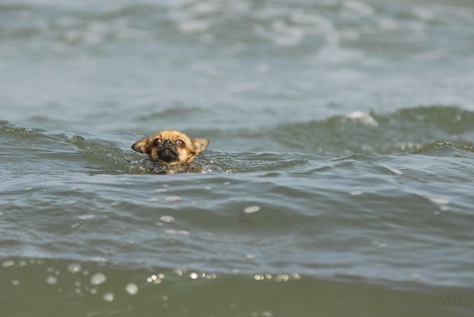 Sally schwimmt im(meer)!