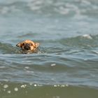 Sally schwimmt im(meer)!