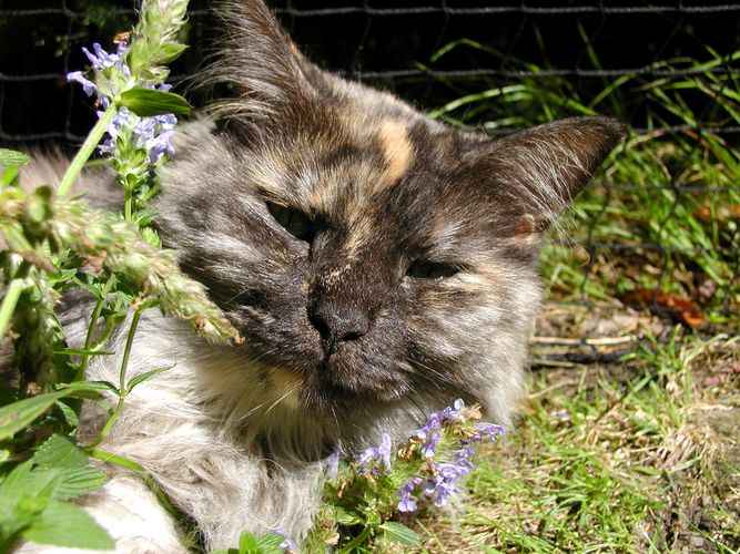 Sally träumt - benebelt von der katzenminze ;-)