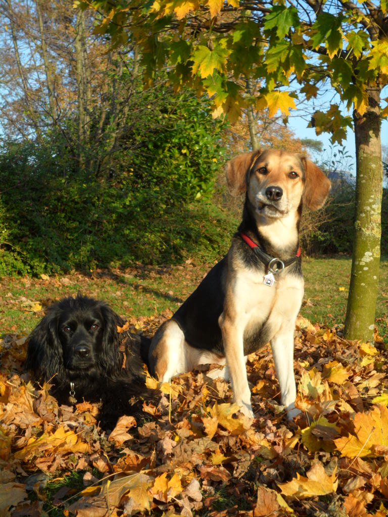 Sally und Ben im Herbst..