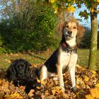 Sally und Ben im Herbst..